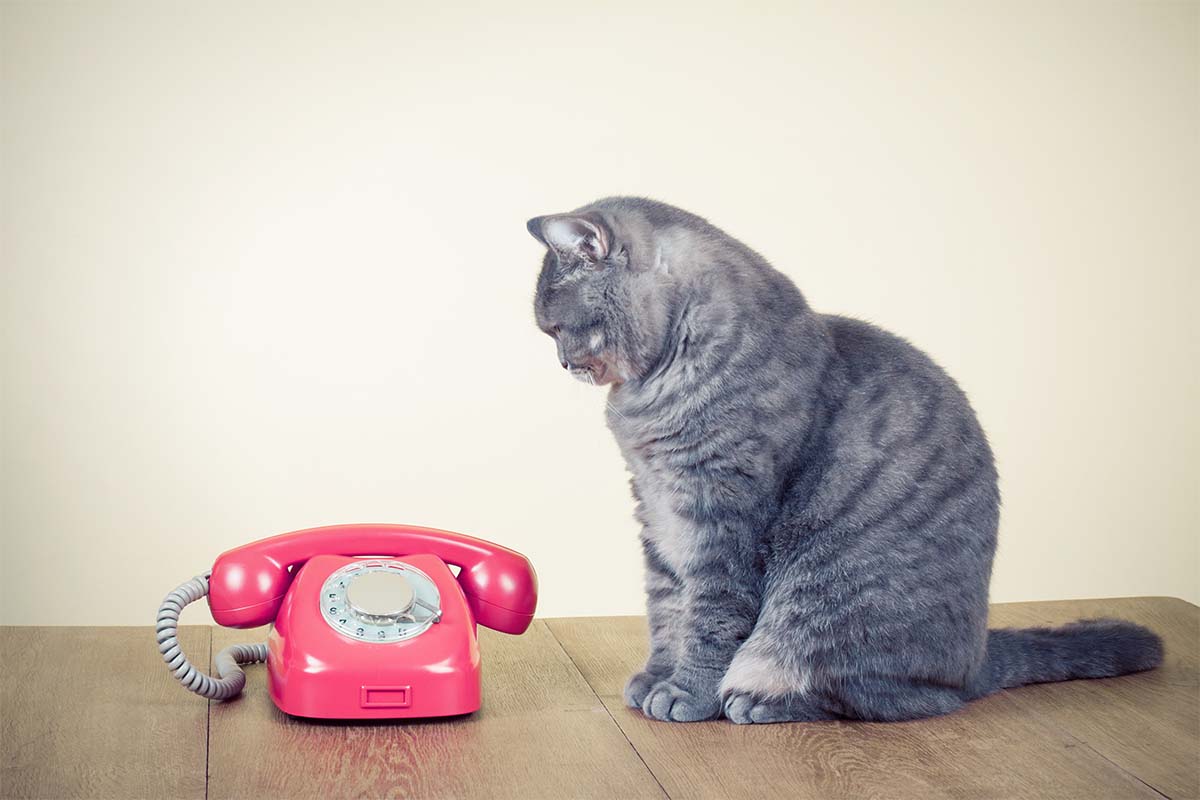 Contact